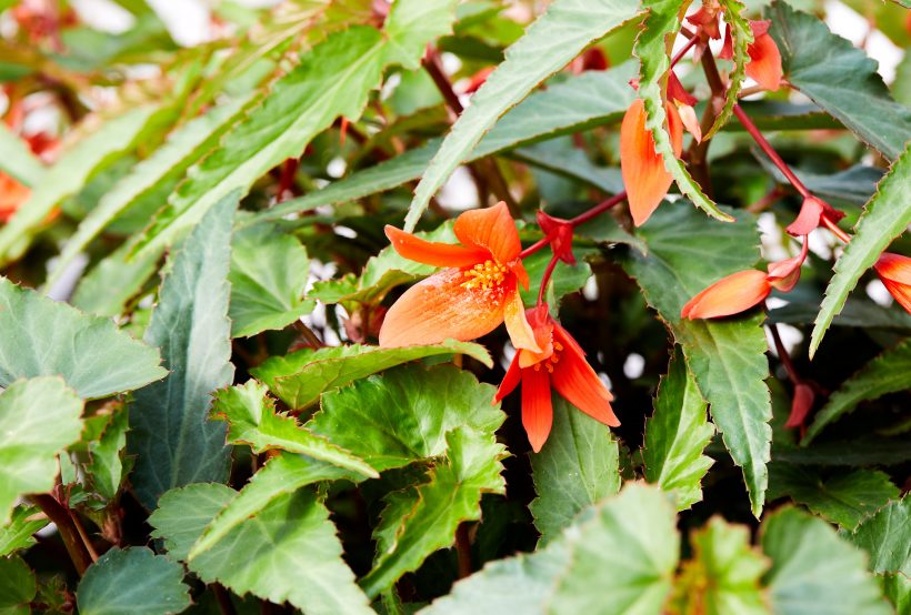 Essblüten und Gastronimier verzierung