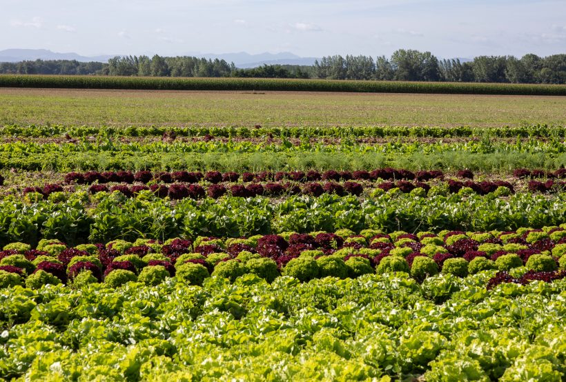 Salat frisch vom Feld